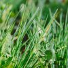 “What shall we do with all this rubbish?” – how to end the ‘war on weeds’ JUL-20-ilnur-kalimullin-gPy7RcnxOy8-unsplash
