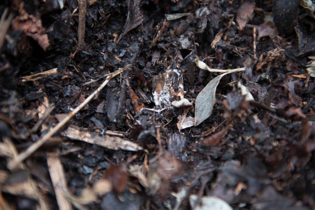 Compost – the heart of the garden