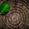 The Garden as a Place of Contemplation SEP-20-joey-kyber-GPxgi4J82E4-unsplash
