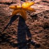 Leaves: Summer’s gift, Winter’s hope DEC-20-sajad-nori-YaX6TYahlYU-unsplash