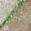 Weeding Reconsidered APRIL-WEEDS-jen-theodore-6D7KIwGW8p0-unsplash
