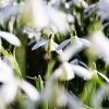 The Garden in February – the Light Returns FEBRUARY-darren-richardson-1vfpFR-Mf8Y-unsplash