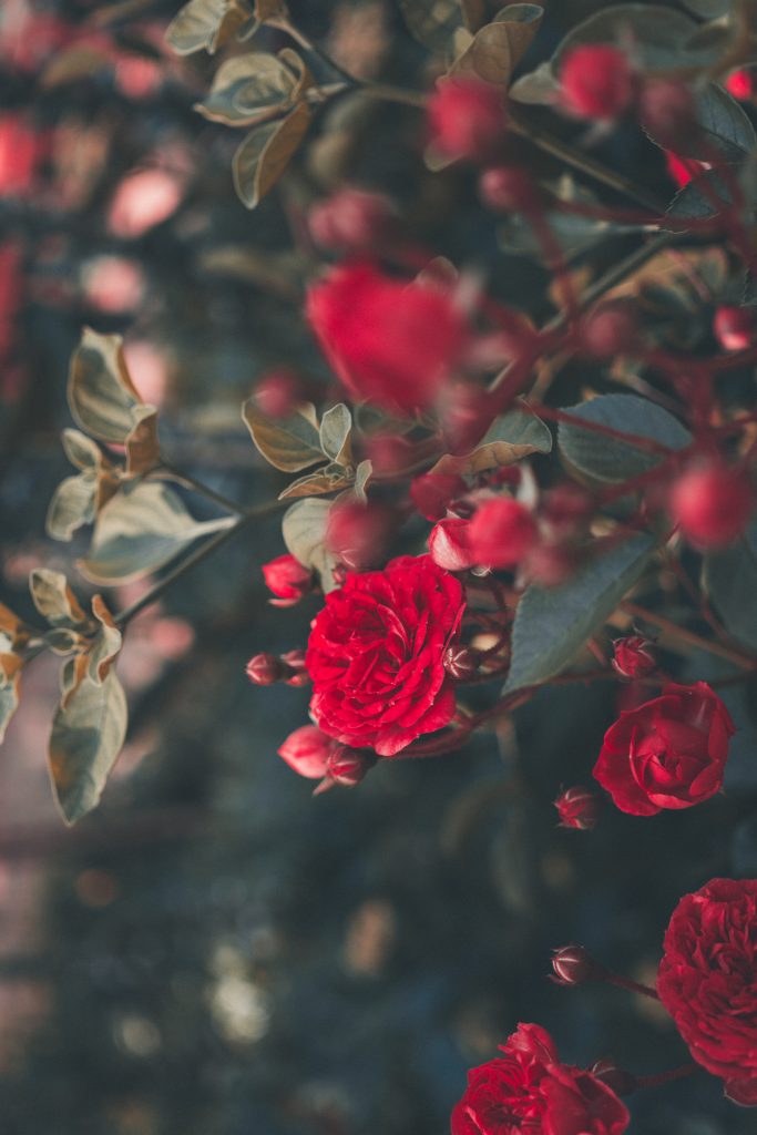 Rose Pruning – No Pain, No Gain