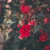 Rose Pruning – No Pain, No Gain MARCH ROSE PRUNING ricardo-resende-62gBYKT7U5s-unsplash