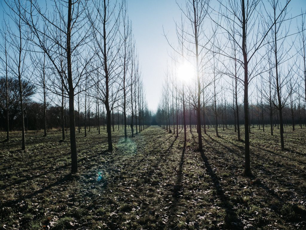 Winter pruning of apple and pear trees