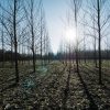 Winter pruning of apple and pear trees JAN21-matt-seymour-ulp7vugw-tA-unsplash