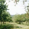 Plant health – Part 1 MAY-abigail-miller-unsplash-S
