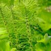 Plant health – Part 2 JUNE-andreas-brunn-L8HYaEpAUHI-unsplash