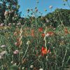 10 Garden Tips for July JULY-olia-bondarenko-8oUspvbaucY-unsplash