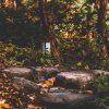 Autumn in the Garden OCT-21-cedric-wilder-tBD2jLQst3E-unsplash