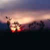 The Midwinter Garden DEC-21-marc-clinton-labiano-381mluBoRI8-unsplash
