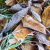 The garden in January JAN-22-lukasz-szmigiel-0H5SrHNFaZw-unsplash