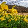 Our Native Daffodil – the Lent Lily FEB-22-daffodils