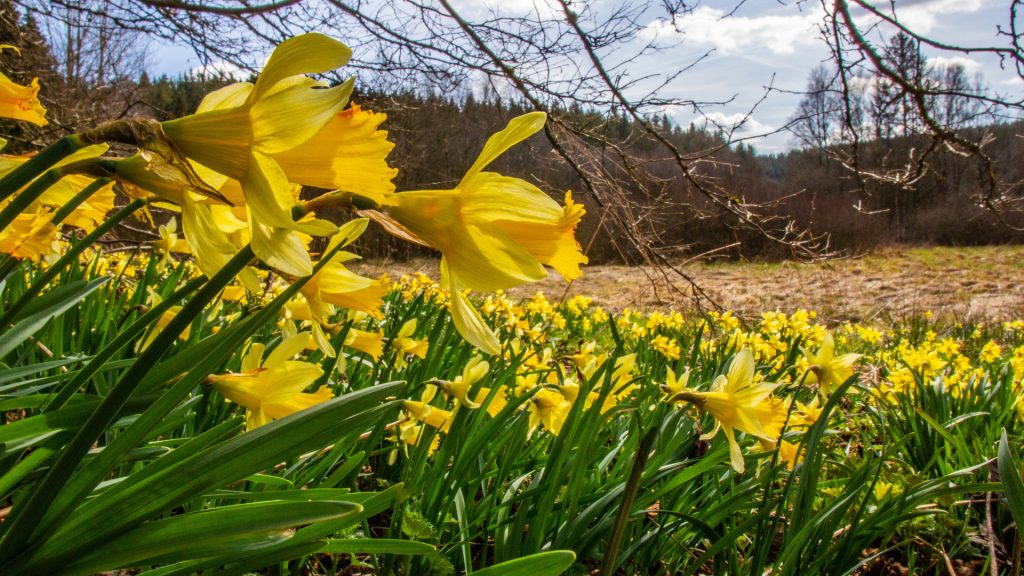 Our Native Daffodil – the Lent Lily