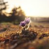 The Spring Equinox – the festival of Balance and Awakening MARCH22-ales-maze-uXvUpHY5o_4-unsplash