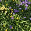 Celandine – my favourite ‘weed’ MAY-22