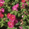 June – the Month of the Rose The Apothecary Rose