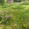 No Mow May (…and June, July?) JULY-22-NO-MOW
