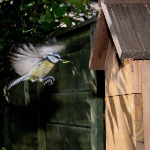 a bird is flying near a bird house