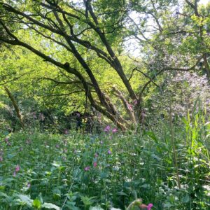 a field of wild flowers and trees in the background