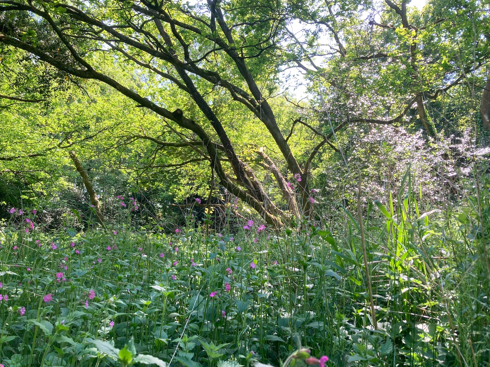 a field of wild flowers and trees in the background