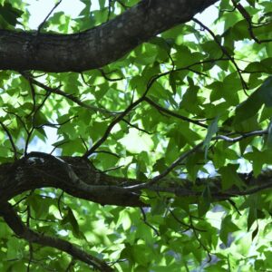 a bird perched on a branch of a tree