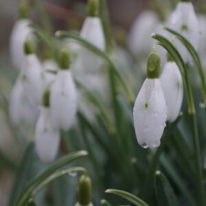 a group of white flowers with drops of water on them