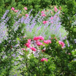 a field full of pink and purple flowers